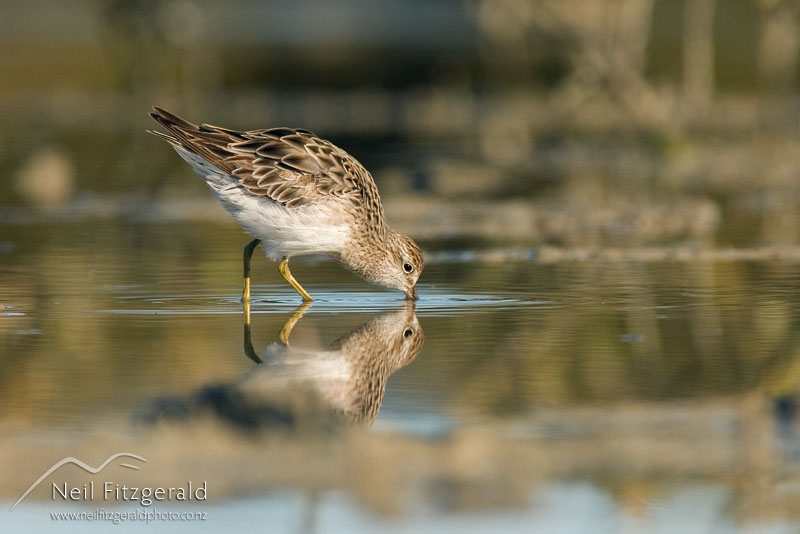 Calidris-acuminata_4997.jpg