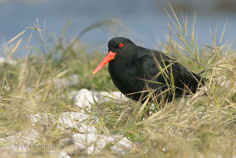 Haematopus-unicolor_5320.jpg