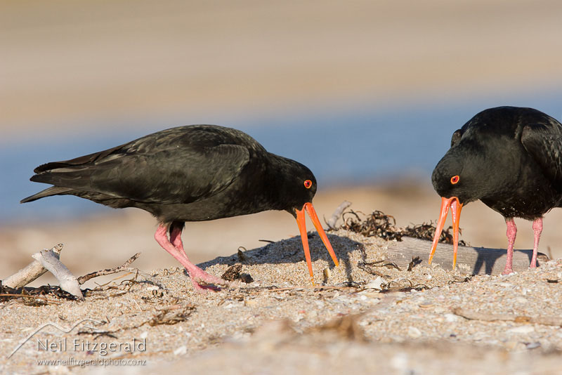 Haematopus-unicolor_8950.jpg