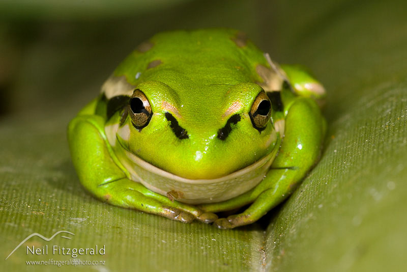 Litoria-aurea_1189.jpg