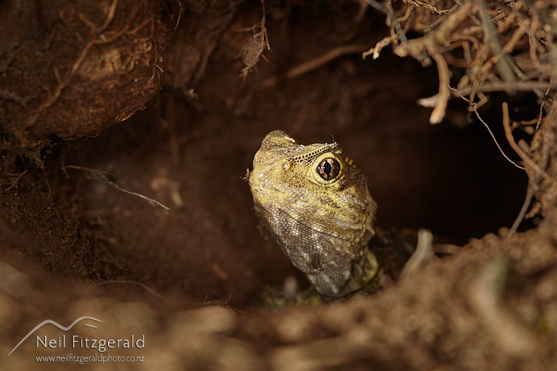 tuatara-27584.jpg