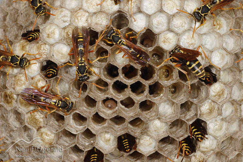 Polistes-chinensis_2834.jpg