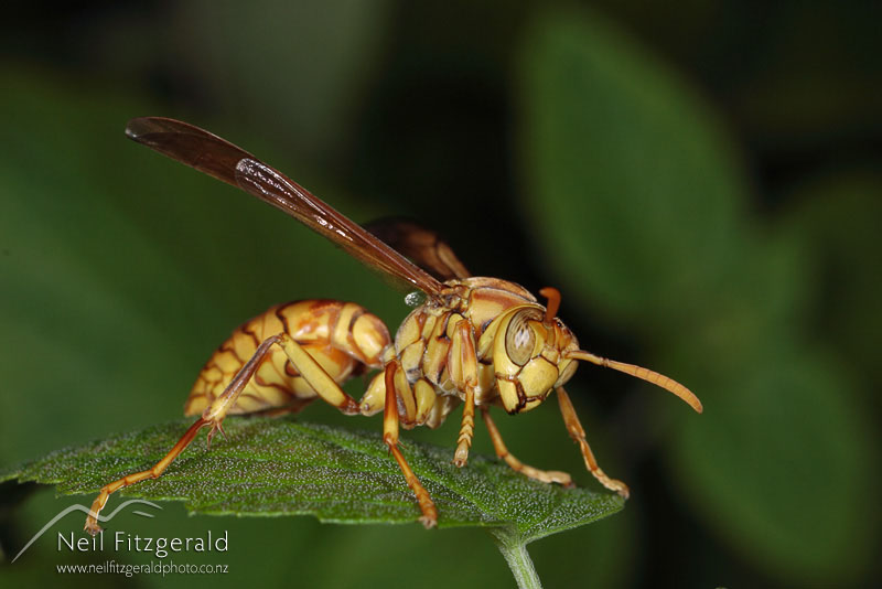 Polistes-olivaceus_4207.jpg