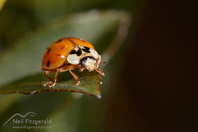 Harmonia-axyridis-27350.jpg