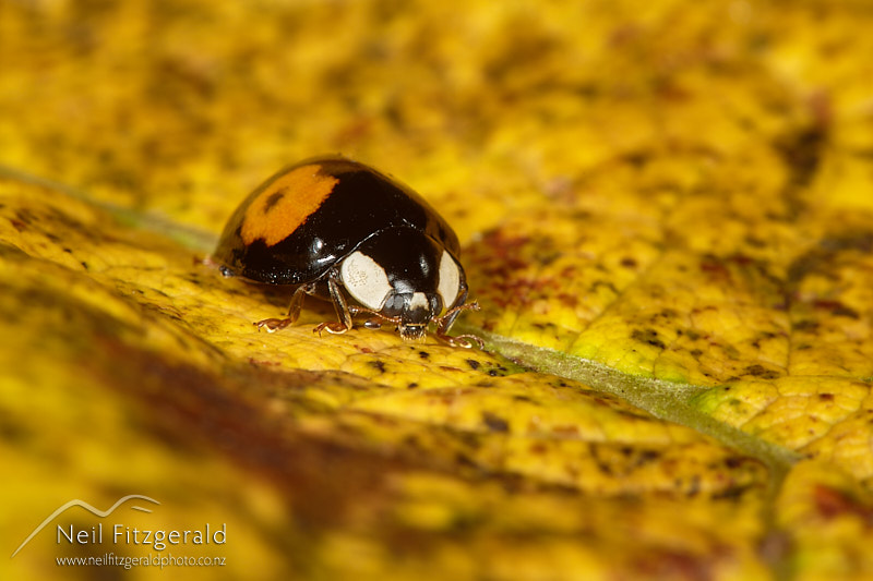 Harmonia-axyridis-27633.jpg