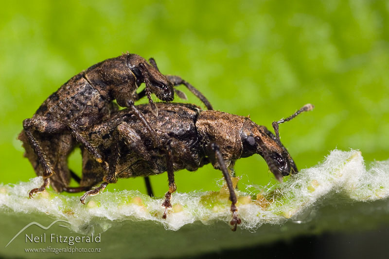 Weevils_2183.jpg