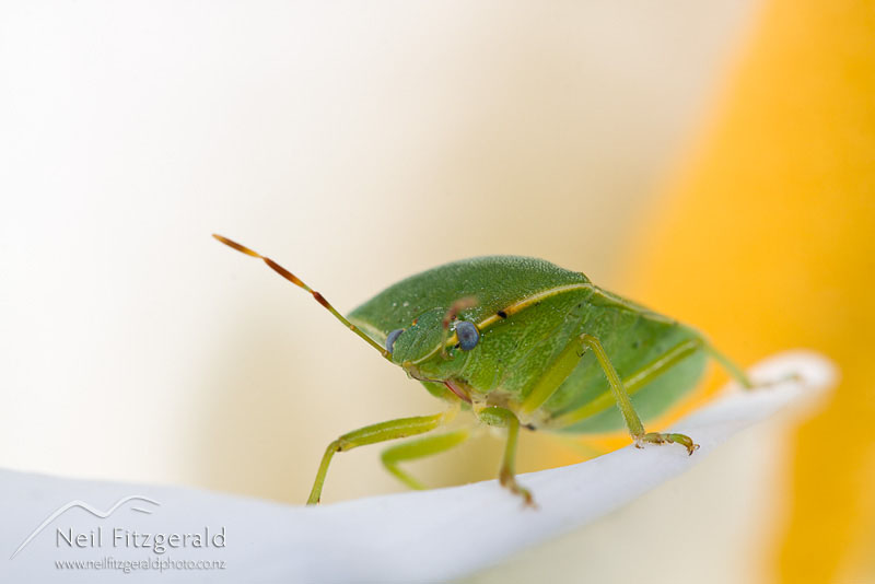 vegetable-bug_12502.jpg