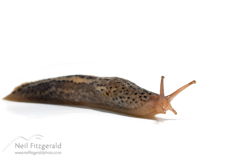 Limax-maximus_10887.jpg