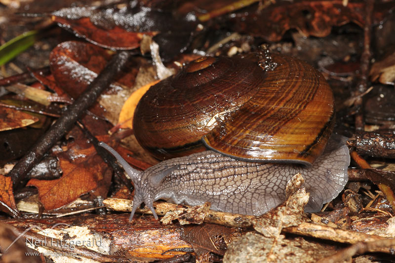 Powelliphanta-gilliesi-aurea_2429.jpg