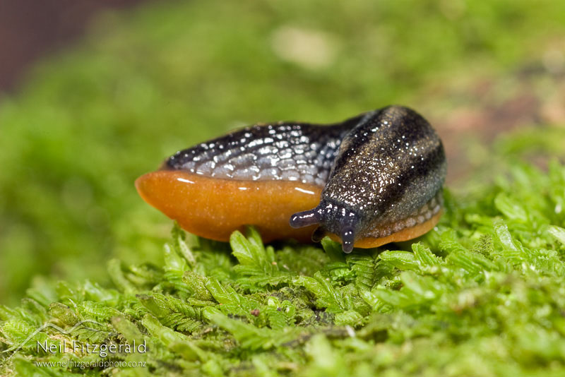 slug_3120.jpg