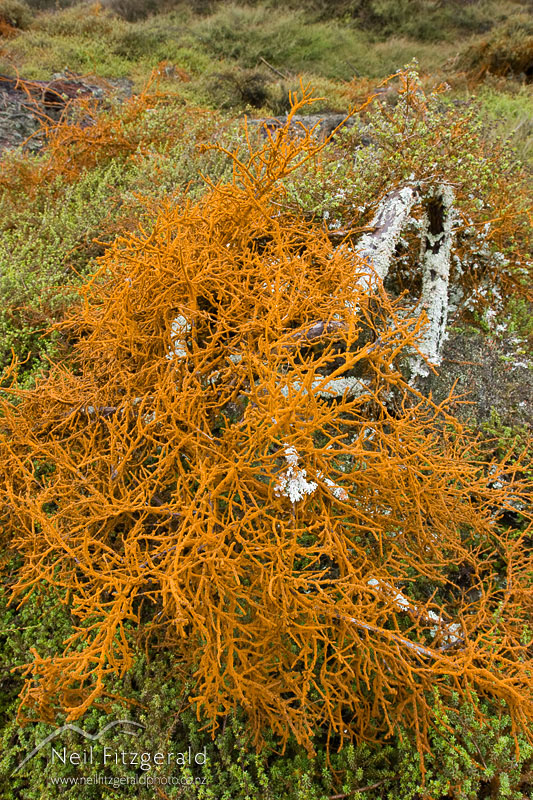 geothermal-algae_9106.jpg