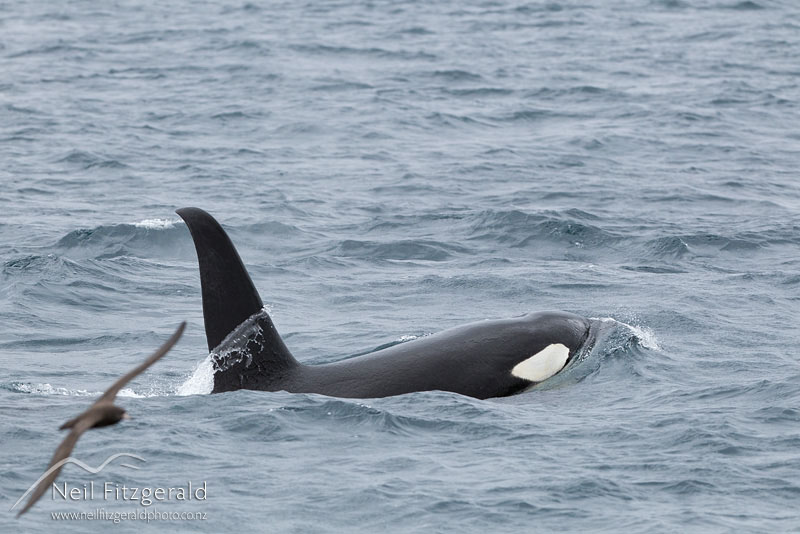 Orcinus-orca-15771.jpg