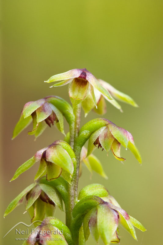 Corunastylis-pumila_8629.jpg