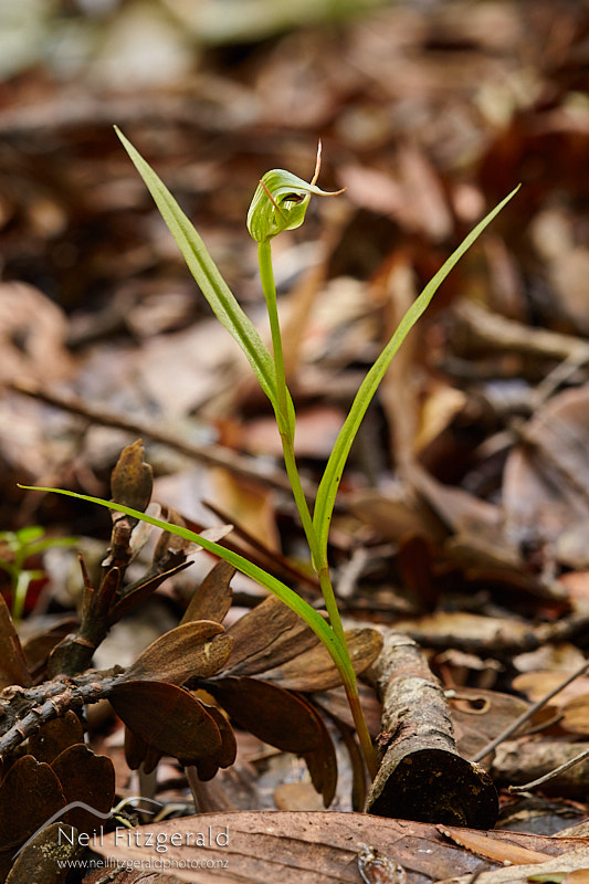 Pterostylis-agathicola-9854.jpg