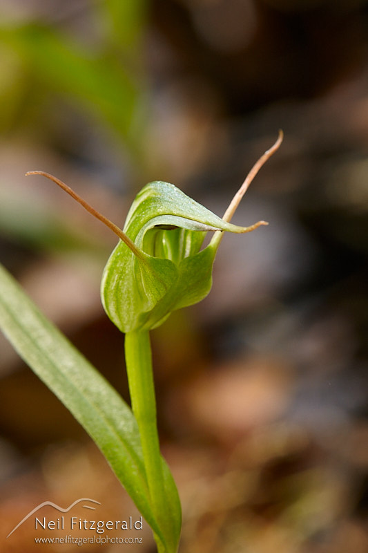 Pterostylis-agathicola-9855.jpg