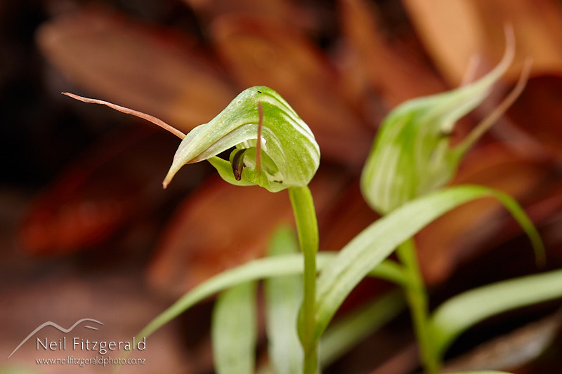 Pterostylis-agathicola-9859.jpg