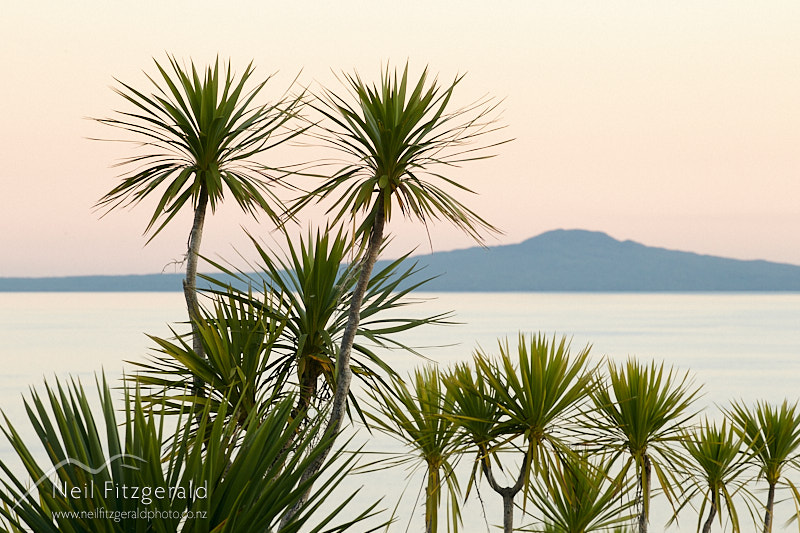 cabbage-trees-26285.jpg