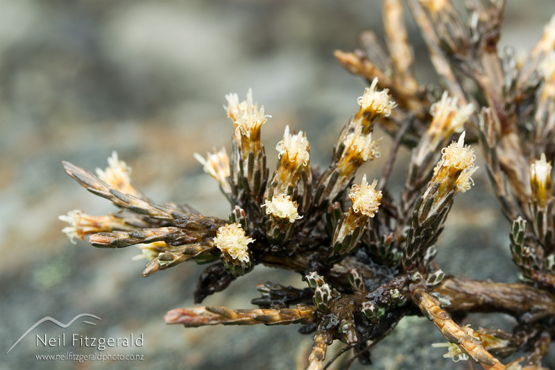 Helichrysum-depressum-24730.jpg