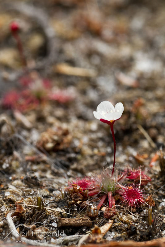 Drosera-pygmaea_14258.jpg