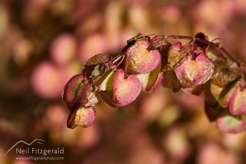 Rumex-sagittatus_10816.jpg