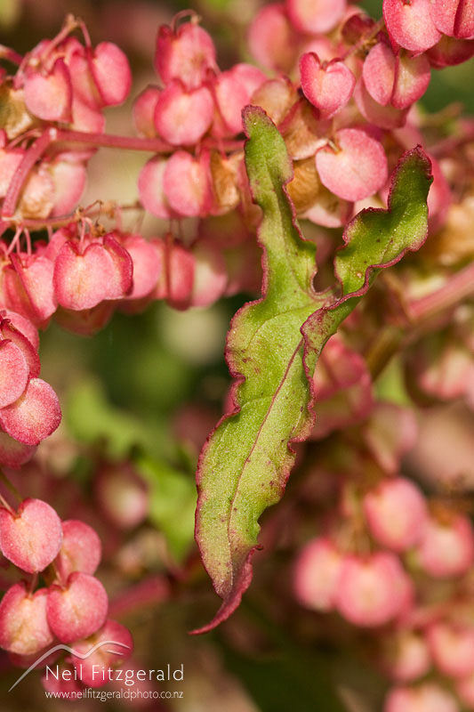 Rumex-sagittatus_10820.jpg