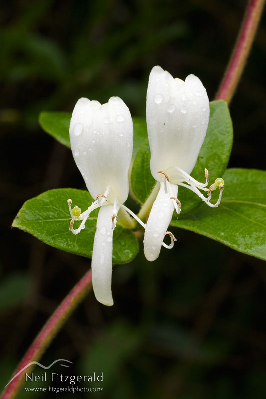 Lonicera-japonica_1565.jpg