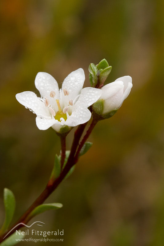 Samolus-repens_6463.jpg