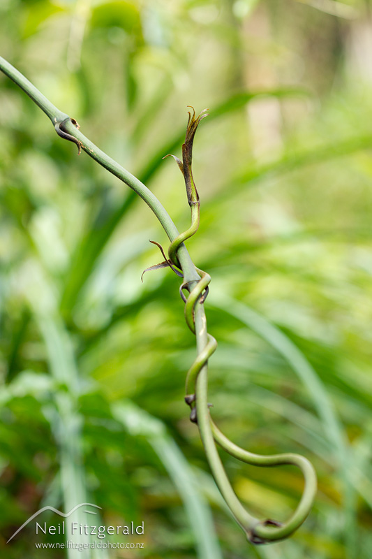 Ripogonum-scandens-25344.jpg