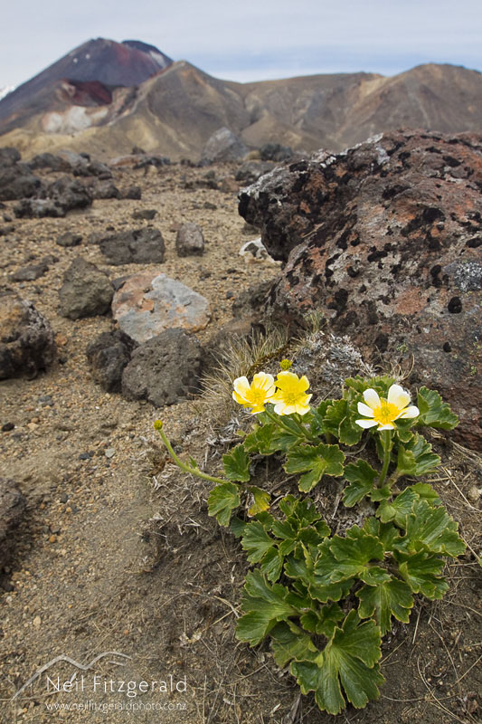 Ranunculus-nivicola_12857.jpg